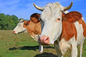 Город Золотоноша,тема: Проблематика молочново скотоводства