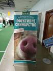 Ефективне свинарство