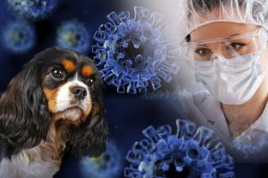 Bioveta, a.s. pracuje na vývoji vakcíny proti COVID-19 u zvířat