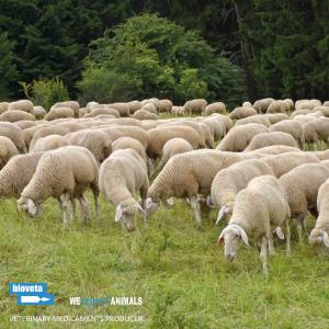 Державна ветеринарна служба розширює зону катаральної лихоманки на всю Чеську Республіку